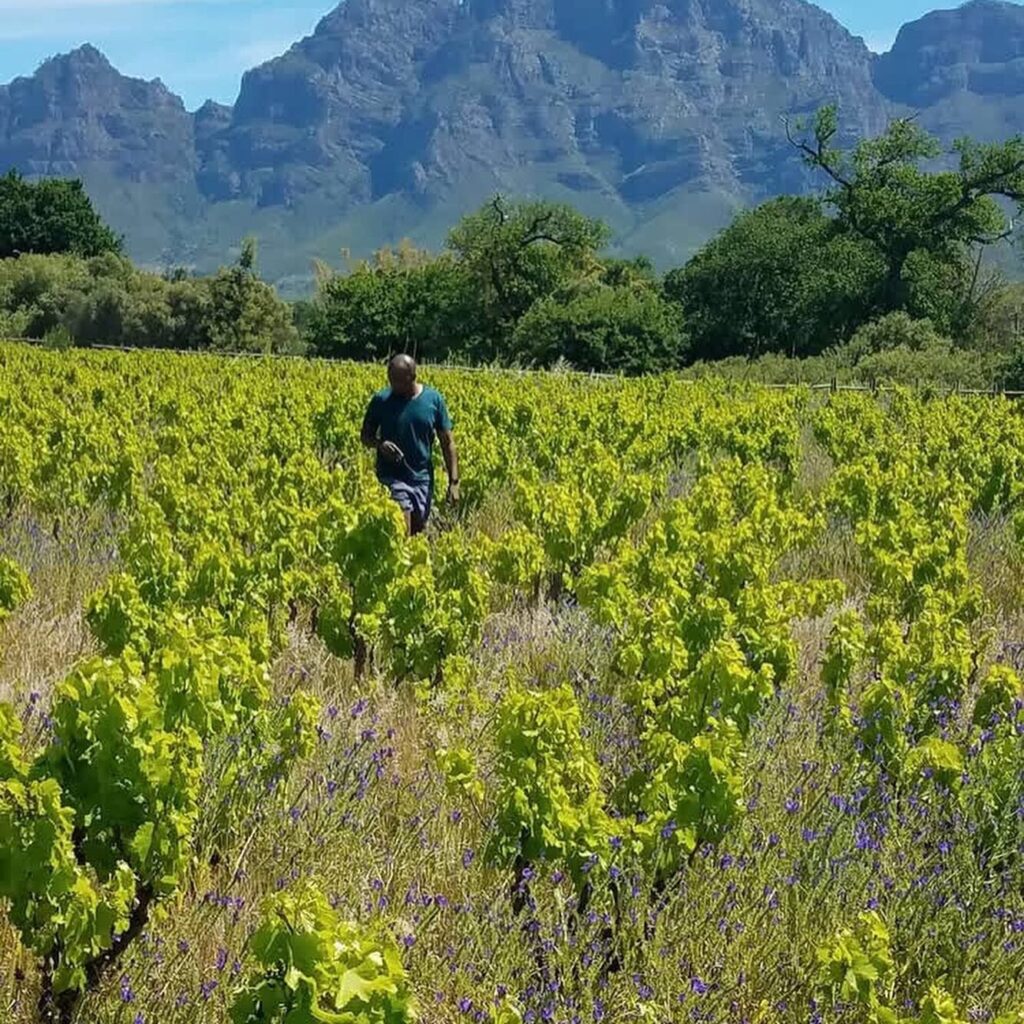 Magna Carta's Mphumi in the Vineyards